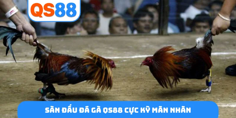 Sàn đấu đá gà QS88 cực kỳ mãn nhãn