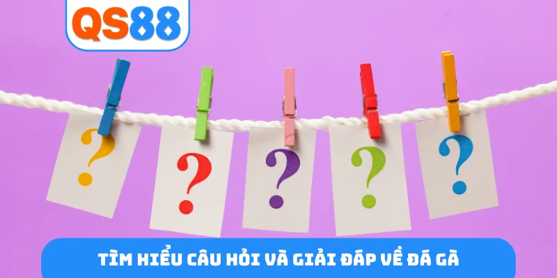 Tìm hiểu câu hỏi và giải đáp về đá gà