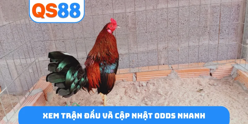 Xem trận đấu và cập nhật odds nhanh